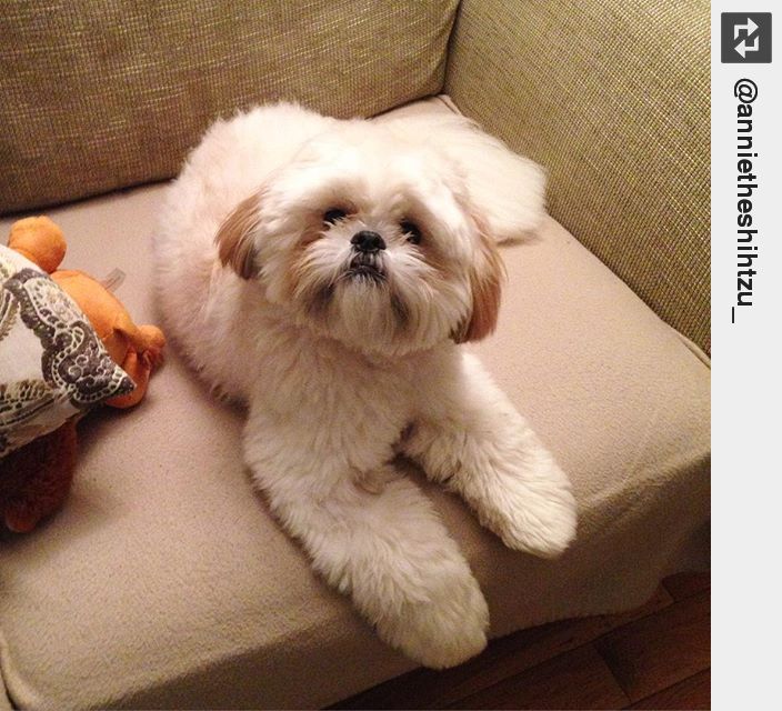 IngloriousDogs's tweet photo. You stand up, you lose your seat💁🏻 #sorrynotsorry #stoleyourseat #puppylove #ingloriousdogs https://t.co/kQeZJ9s4q1