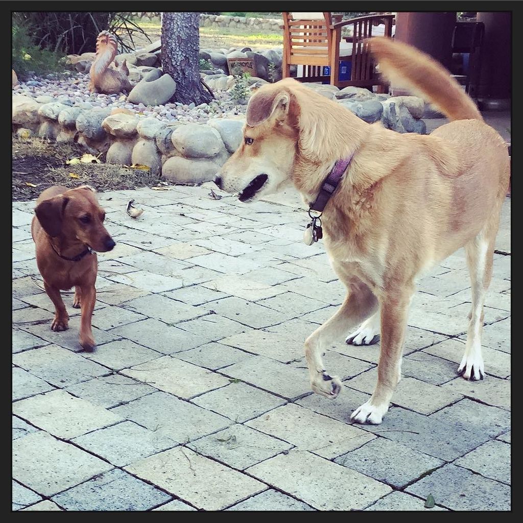 Scooter & Yolo #riverdogsresort #sacramento #dogboarding #dogsofinstagram #dogloversunited
