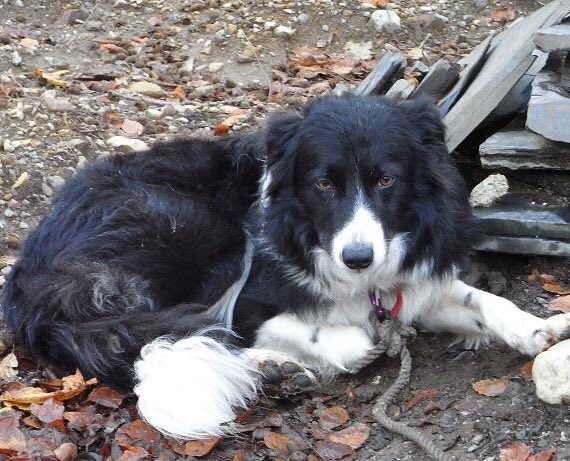 jennysmith007's tweet image. Please RT to find this dog @RBatNWdogrescue @oldandfeelit