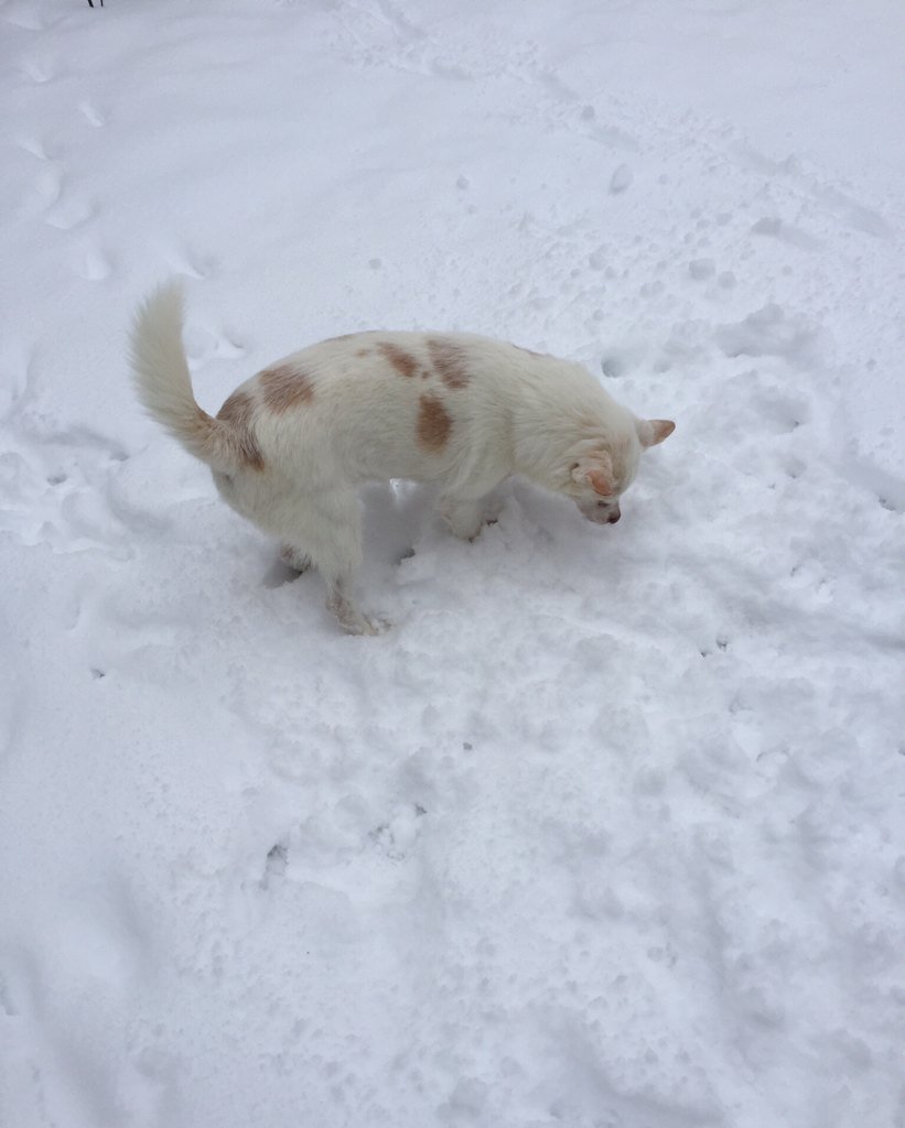 sarahanunn's tweet photo. Winter is finally here! Atom is enjoying the snow storm. #dogexplorer #whatsburiedunderthesnow #besidesdogpoo https://t.co/3A586lnrLz