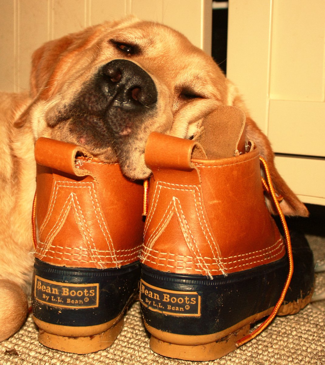 GivingRetriever's tweet photo. Where @GivingRetriever Beihbinn rests her head after a long day. #llbean https://t.co/S8Z3ufgoJQ