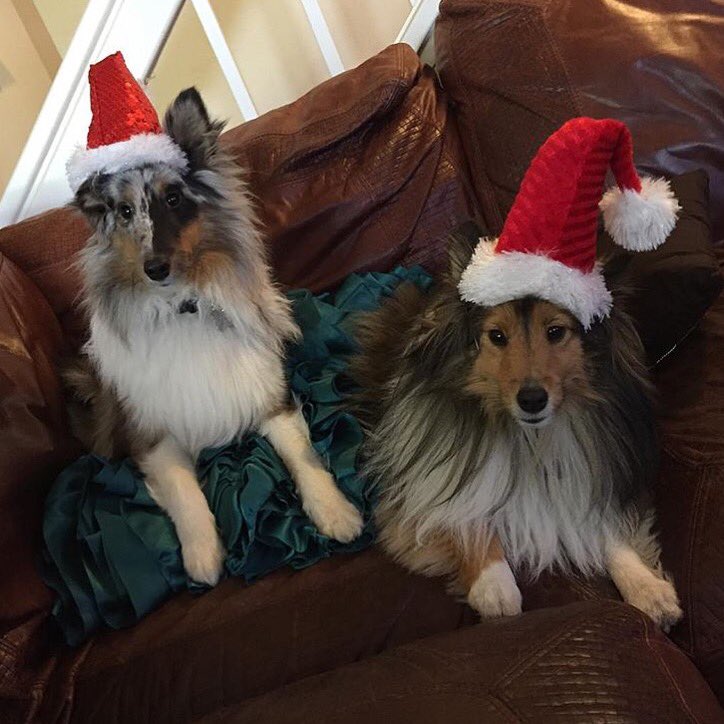 Zipbuds's tweet photo. We hope 🎅🏽 found you & you're enjoying quality time with family (and pets)! Regram from #Zipbuds CEO @RobinDeFay https://t.co/Sjb9Z7EDGm