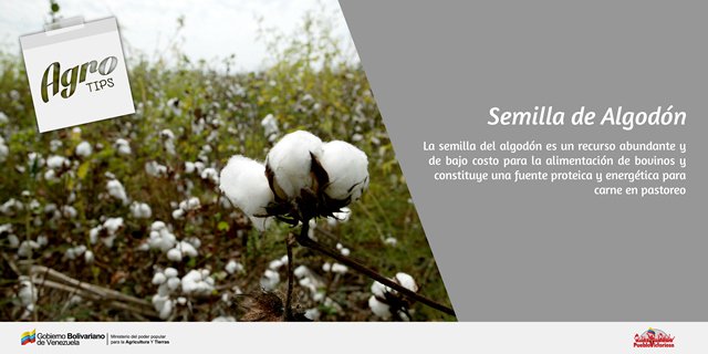 MinAgriculturaVe tweet media