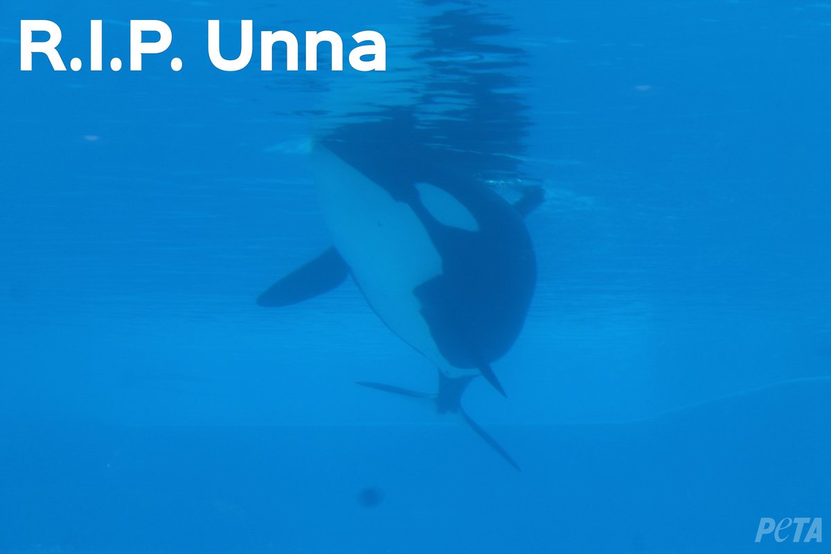 peta's tweet photo. News of the Week: Unna, an orca, died at #SeaWorld after suffering from fungal infection for months. #CaptivityKills https://t.co/fzBN9kDPis