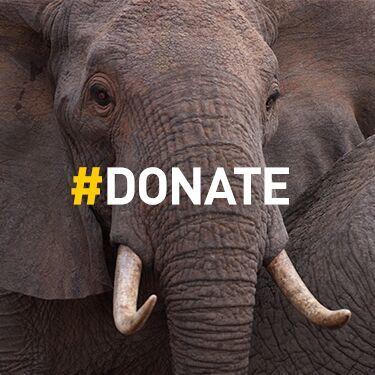 NatGeo's tweet photo. By replying to this tweet w/ #donate, you can support @NatGeo's efforts to expose wildlife crime and save elephants. https://t.co/qBqAFa3MAY