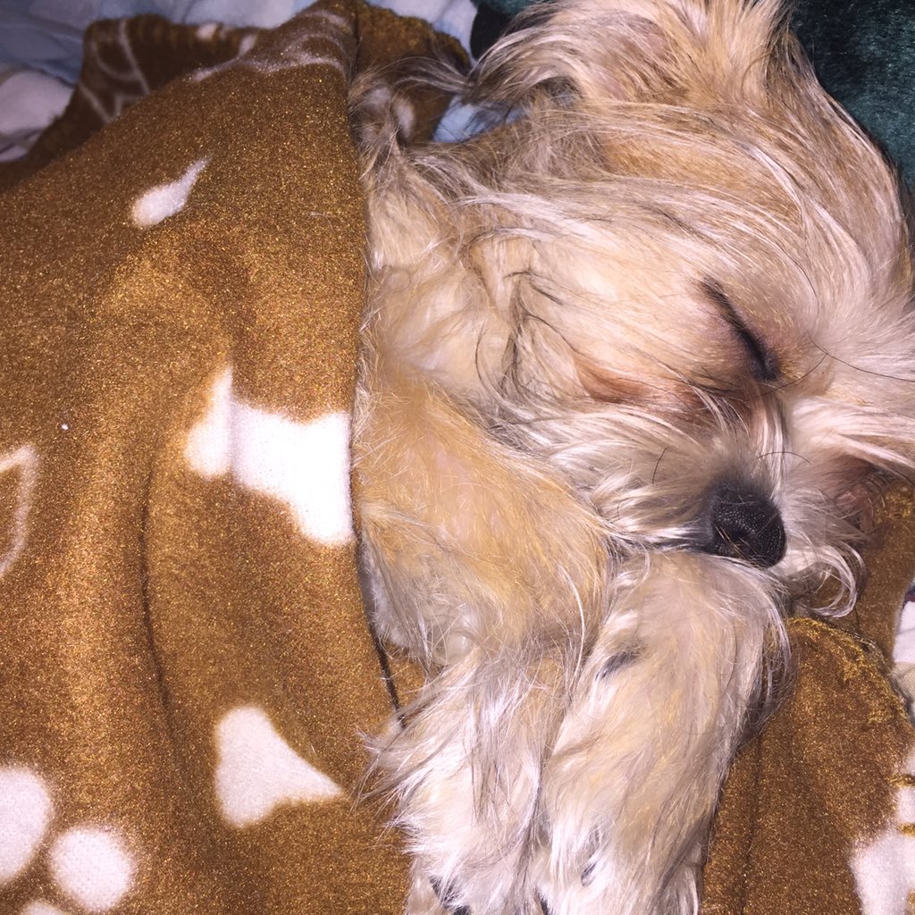 nelleyboo_'s tweet photo. She sleeps like a human.. Oh wait she is human ๐๐ถ #lexibaby https://t.co/99nzd5f7lV