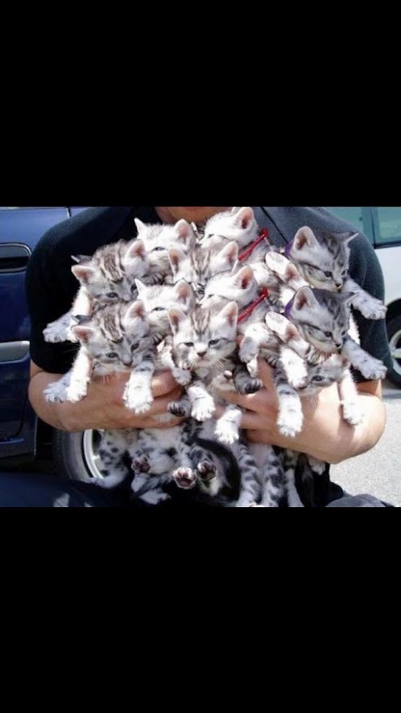 AlannaGrande's tweet photo. @ArianaGrande look at all the cats my true love gave to me, yeah my true love 😺😂😺 https://t.co/gVNGnZrooZ
