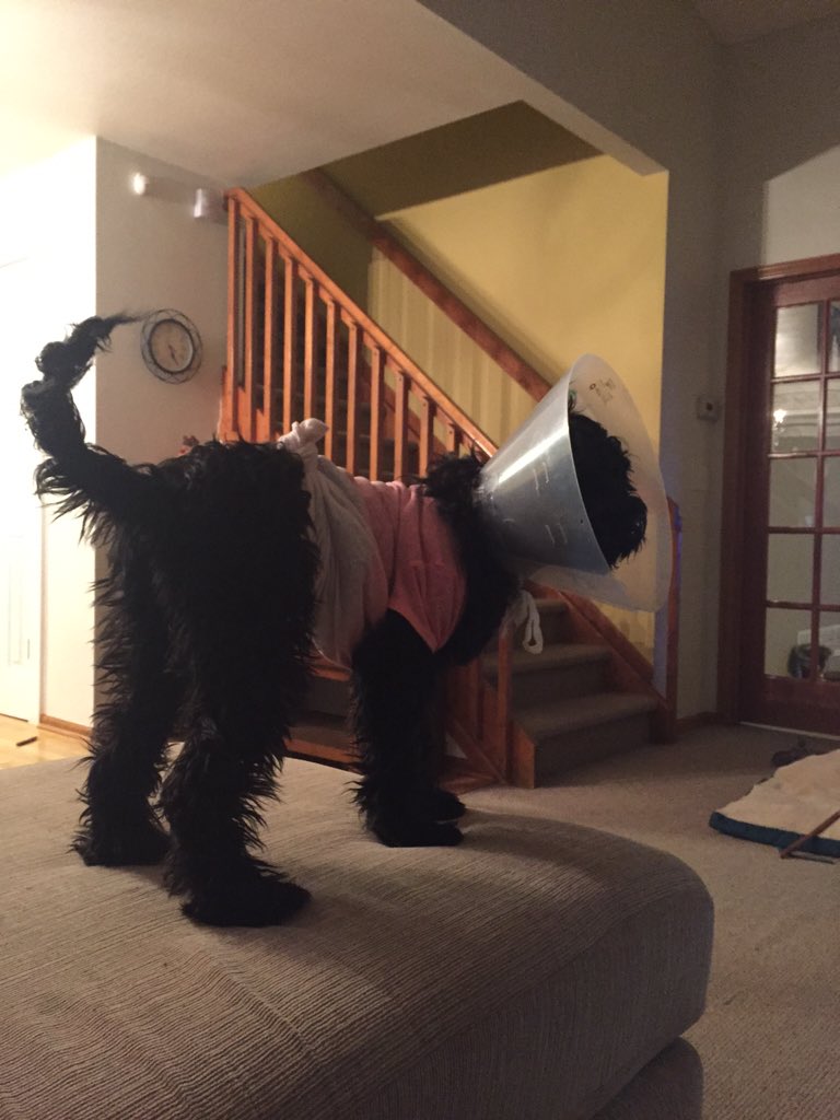 lilliandebb's tweet photo. So sad i have this dumb cone and t-shirt but the shirt is cool and donated by my fav. This friday its coming off!!! https://t.co/igbDiCWt6C
