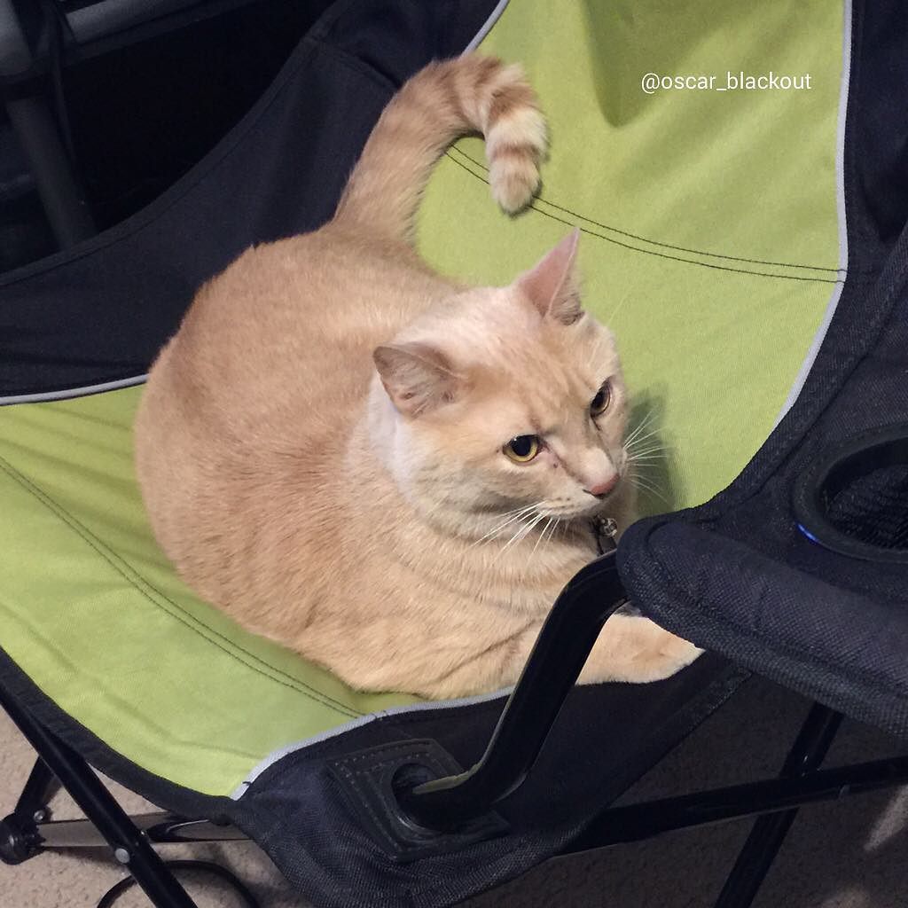 oscar_blackout's tweet photo. I have clamed this seat. Have a problem with that? #gingercat #pissykitty #annoyed #kingki… https://t.co/ok5dCGp9MD https://t.co/A5CxR3U29G