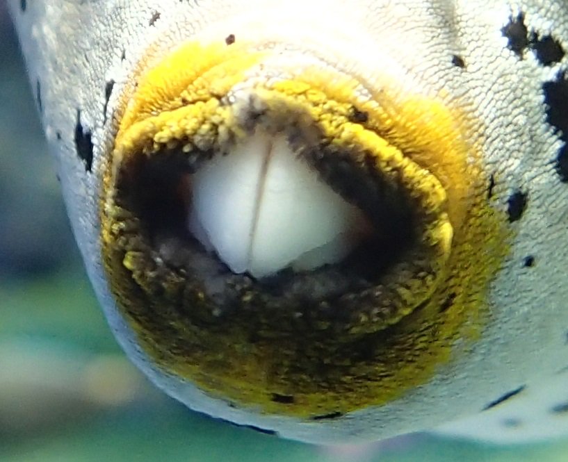 サンシャイン水族館 巷ではおそ松さんが注目を浴びてイヤミと共に出っ歯が注目されていますが 水族館の出っ歯キャラのコクテンフグをご紹介 見事な出っ歯です 口に収まっていません サンシャイン水族館 イヤミ 出っ歯 おそ松さん サンシャイン水族館 巷ではおそ松さんが注目を浴びてイヤミと共に出っ歯が注目されていますが 水族館の出っ歯キャラのコクテンフグをご紹介 見事な出っ歯です 口に収まっていません サンシャイン水族館 イヤミ 出っ歯 おそ松さん