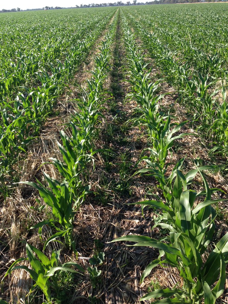 pogue_fraser's tweet photo. Update on progression of cover/companion/relay/pasture crop, not sure what to call it? Looks good so far. https://t.co/p0NNIaNVhm