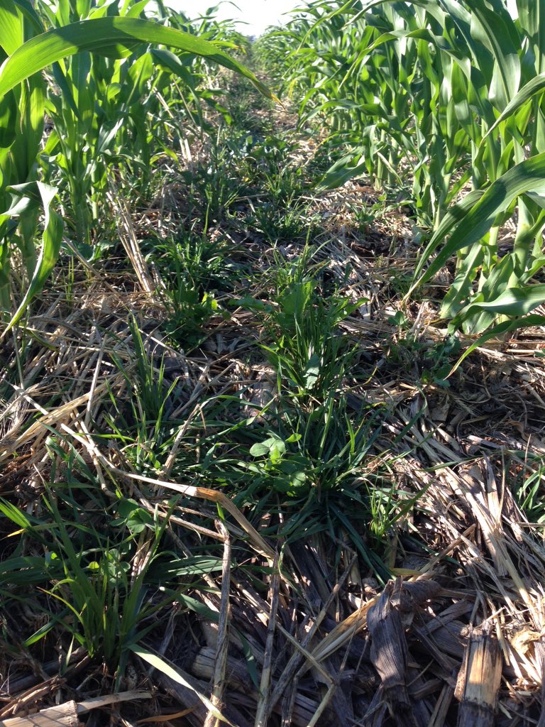 pogue_fraser's tweet photo. Update on progression of cover/companion/relay/pasture crop, not sure what to call it? Looks good so far. https://t.co/p0NNIaNVhm