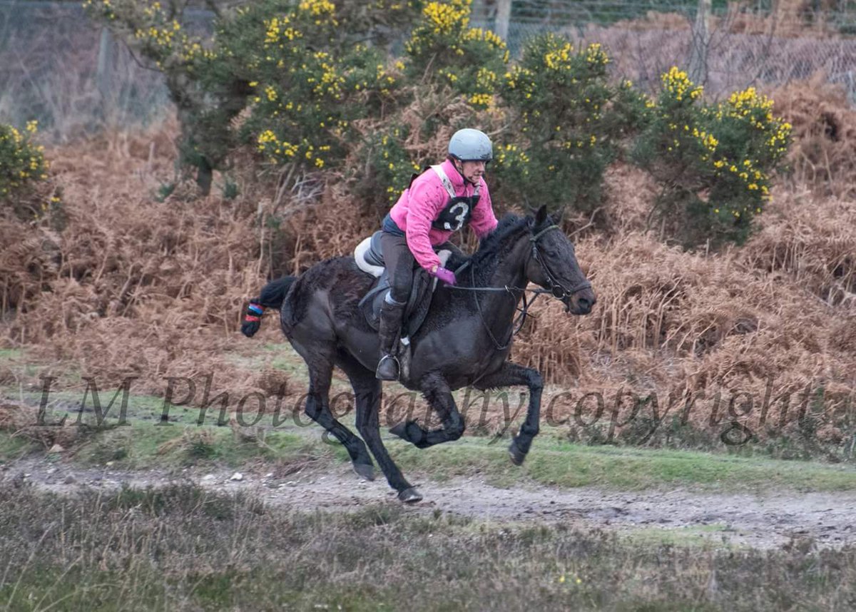 LaraMaskell's tweet photo. #newforestpointtopoint #boxingday #newforest #newforestponies #lmphotography  #capturelife https://t.co/amqWWdtLAk