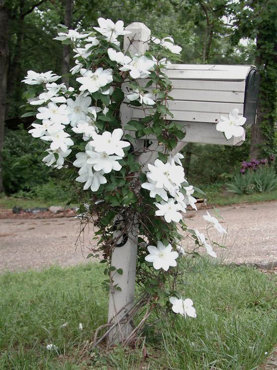 MailboxGoals's tweet photo. Lovely white with clematis https://t.co/bI74dKFMeQ