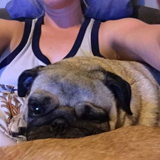 Joy_PhotoCam's tweet photo. Happy
#cheezel #pug #chgezel_pug #pugstagram #pugsofinstagram https://t.co/tItoe3cDqj https://t.co/BUYeOCvlFA