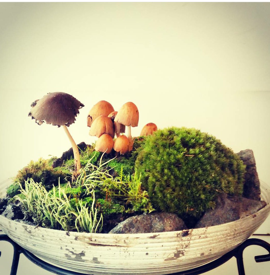JA_Ydist's tweet photo. Wabi kusa: #funghi VS #moss
#creativesunday #landscaping #bonsai #kokedama #wabikusa #aquascaping https://t.co/bnqCBrOo9j