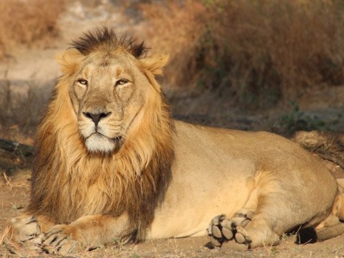 abpanandatv's tweet photo. #LionAttacks সিংহের হামলায় গুজরাতে মৃত ২
https://t.co/g2JpVpltYQ https://t.co/NPrgXZJZ4l