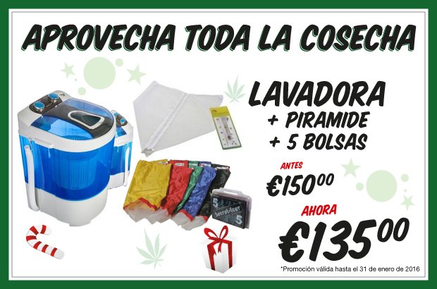 sweetseeds_es's tweet photo. No te dejes ni un #tricoma y extrae tu propio hash de primera calidad. Oferta única en Web. https://t.co/ADsMcvG8Np https://t.co/JTl2QwlIni
