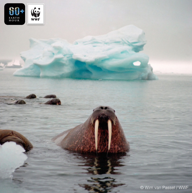 earthhour's tweet photo. #ClimateHighlights:Winter sea ice in the Arctic reached a record low this year:( Learn more- https://t.co/7osCpJtmmh https://t.co/xsoDF5FSP5