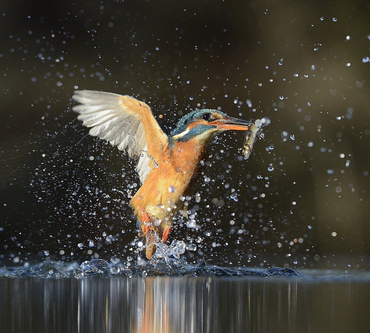 Kingfisher very regular now. Please visit scottishphotographyhides.co.uk  to book. Happy New Year all