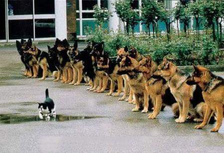 PetePclark93's tweet photo. Brave kitty https://t.co/qBp8cLCTI7