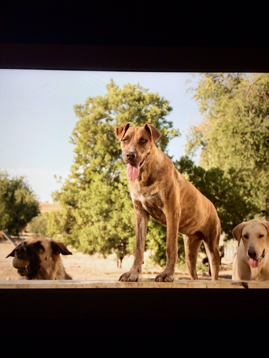 CVcanopus's tweet photo. RT: Simba busca hogar, a más grande más bueno #Canopus https://t.co/AXJ0wAdDMH