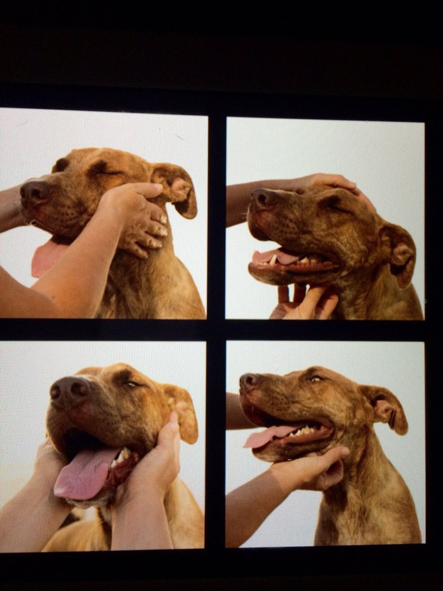 CVcanopus's tweet photo. RT: Simba busca hogar, a más grande más bueno #Canopus https://t.co/AXJ0wAdDMH