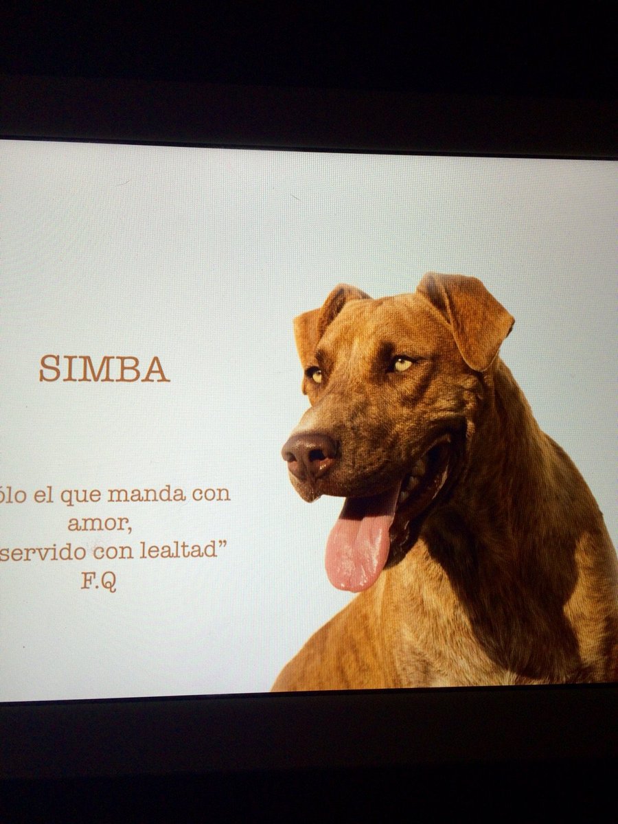 CVcanopus's tweet photo. RT: Simba busca hogar, a más grande más bueno #Canopus https://t.co/AXJ0wAdDMH