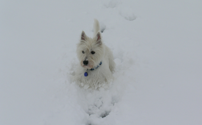 AltaMapleStat's tweet image. This pup knows how to spend winter in #Dallas! (Photo: Flickr, Alvin Thompson)