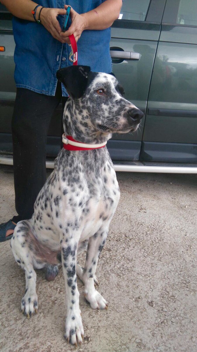 CVcanopus's tweet photo. RT: Si buscas un perro fiel, este es Oreo ¿le das un hogar? https://t.co/e8aLIMeVpl
