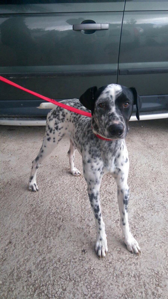 CVcanopus's tweet photo. RT: Si buscas un perro fiel, este es Oreo ¿le das un hogar? https://t.co/e8aLIMeVpl