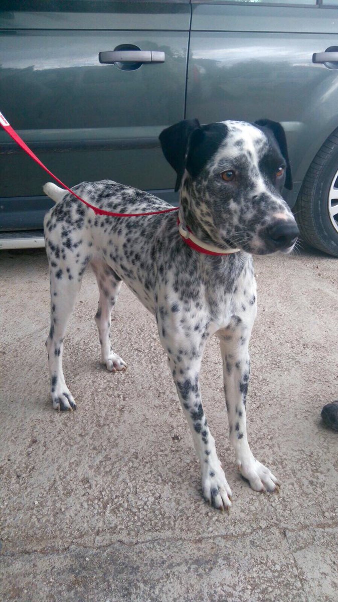 CVcanopus's tweet photo. RT: Si buscas un perro fiel, este es Oreo ¿le das un hogar? https://t.co/e8aLIMeVpl
