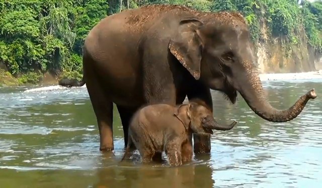 MongabayID's tweet photo. Antara Ekowisata Tangkahan dan Bukit Lawang https://t.co/6Nq2H0mCiH @info_langkat https://t.co/M61uoRzpFK