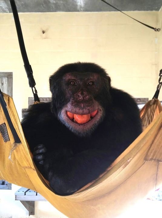 huytonbad's tweet photo. #CaponeTheChimp #Oranges #Smile https://t.co/vwUAm5r2g1
