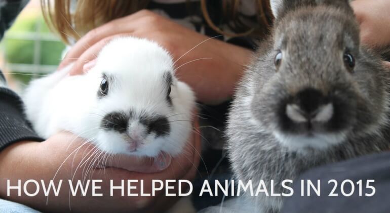 PETAUK's tweet photo. In 2015 Benneton dropped angora thanks to pressure from PETA supporters. ❤🐰
https://t.co/AV3TMMLodD https://t.co/odiwI8xLsG