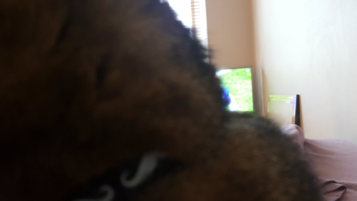 RugbyWomen_'s tweet photo. Any1 with a cat must know how this feels...#greatwindow #kittycuddles #tryingtowatchthegame #rugbyunited https://t.co/bNVpew9iz5