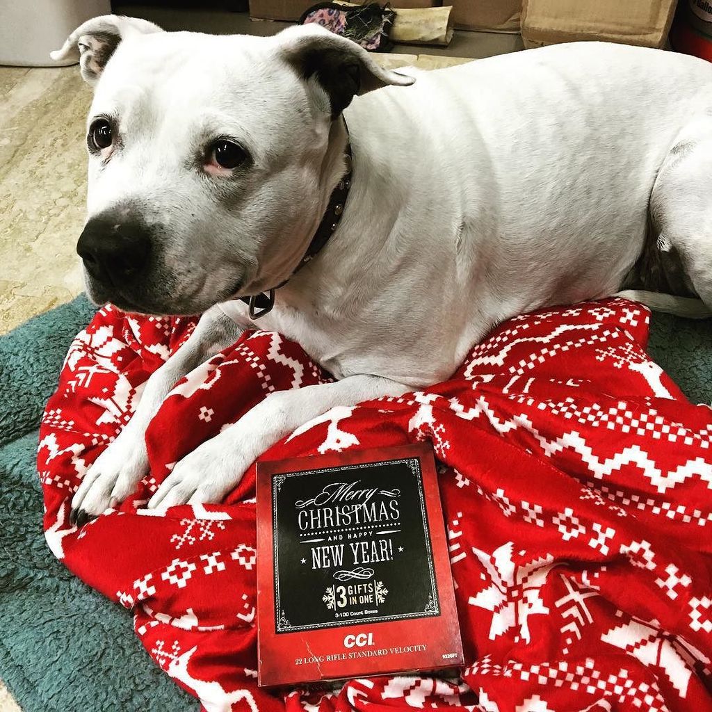 AlpineArms's tweet image. FREE .22LR ammo giveaway!!! Like this post in Facebook and we will pick a name at the end … ift.tt/1QPIATa