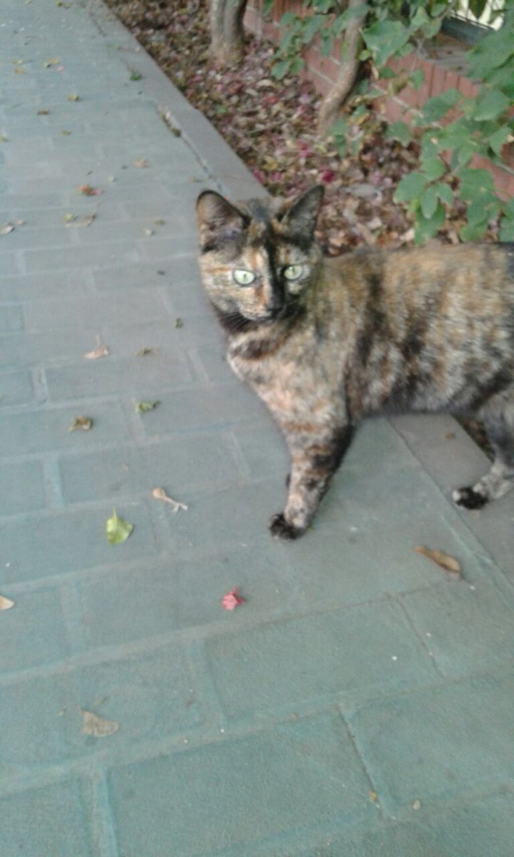 CVcanopus's tweet photo. RT: Gatos castrados y cariñosos buscan hogar, de momento la calle es su casa #Canopus https://t.co/XL6Qr7ynL1
