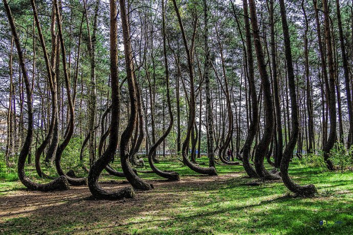 i_am_OTHER's tweet image. #OTHERness... the mysterious Crooked Forest in Poland thisiscolossal.com/2015/11/crooke…