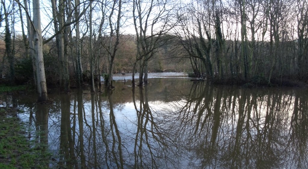 sgwarnog's tweet photo. Baildon's Denso Marston nature reserve now a mangrove forest #floods #hiddenBD https://t.co/y5H1RIczwG