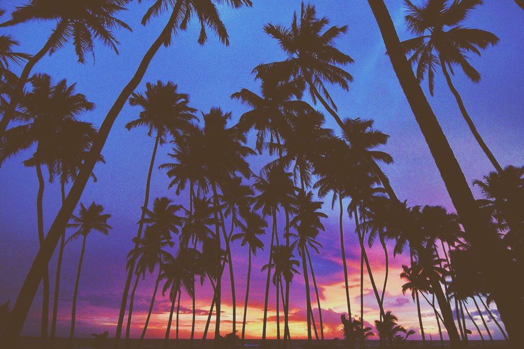 axotalent's tweet photo. palm trees and sunsets will always be one of the best combos https://t.co/kxLC5TQv11