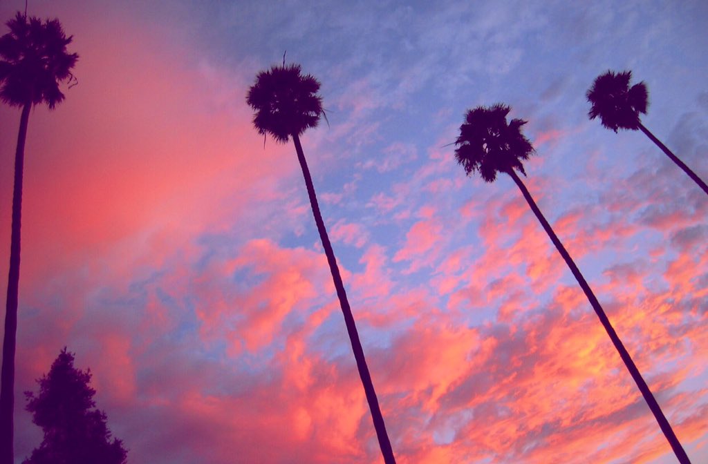 palm trees and sunsets will always be one of the best combos