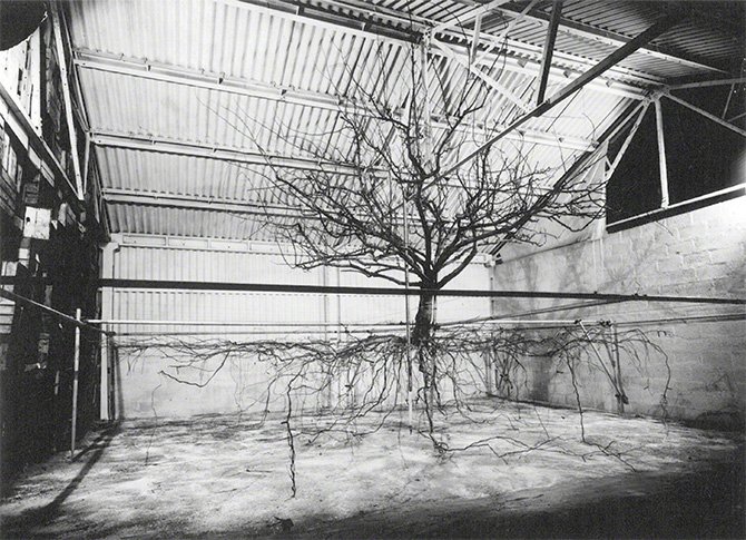 TREE_MUSEUM's tweet photo. Photo of excavated apple tree leads @nicolatwilley on an archaeological journey into roots https://t.co/hAOyOtI8hT https://t.co/oqDF6Vo8FC