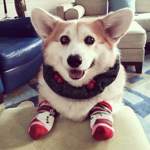 spacedoutmode's tweet photo. Christmas corgie 😆 https://t.co/IWBfwd75Sw
