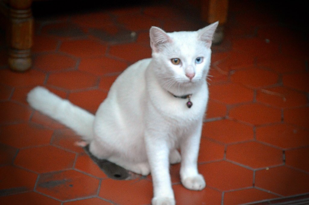 grfty134's tweet image. The prettiest cat eye i&apos;ve ever seen. &amp;lt;3 KohSamui, Thailand. #cats