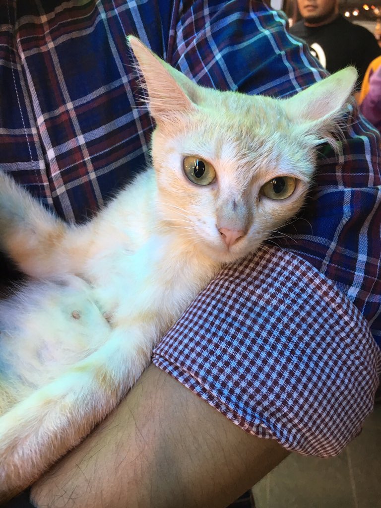 grfty134's tweet image. Senibong, JohorBahru, Malaysia. #cats