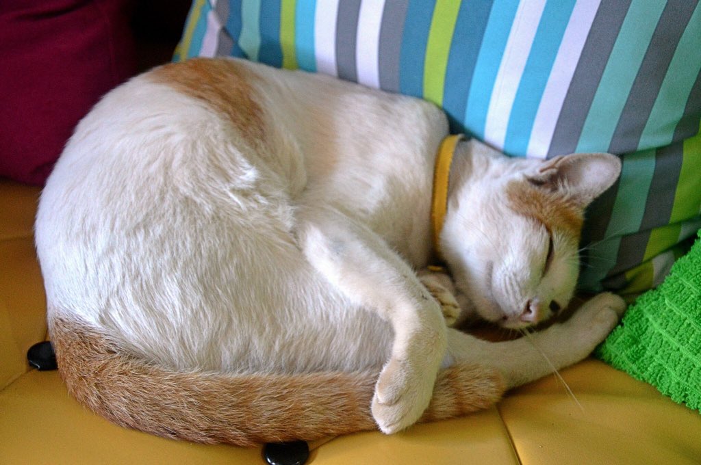 grfty134's tweet image. KohSamui, Thailand. #cats