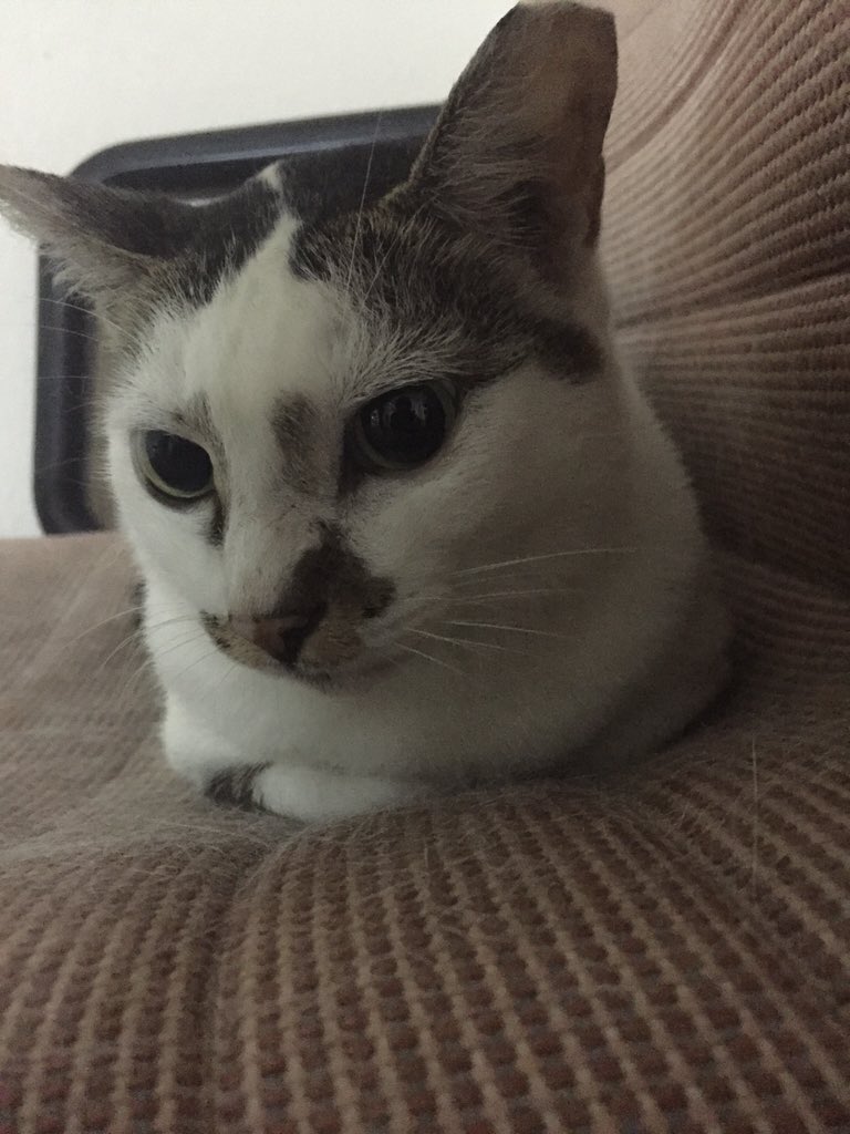 grfty134's tweet image. JurongWest, Singapore. #cats