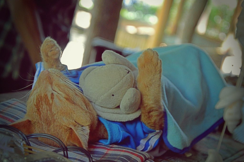 grfty134's tweet image. KrabiTown, Thailand. #cats