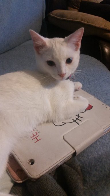 An entire couch and my cat insists on laying on my ipad-_- https://t.co/ElNGQA888n